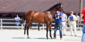 2nd-Place MHBA Yearling Show colt PAWTUCK, by Mosler.