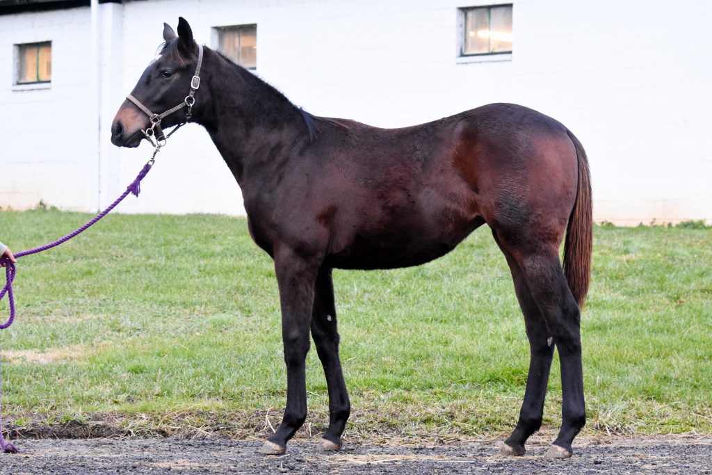 18 Sagamoon filly