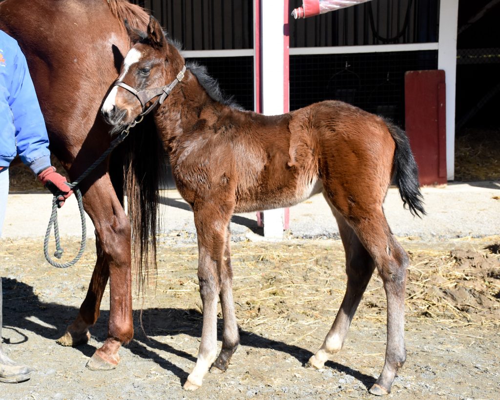 19 Five Star Dream colt