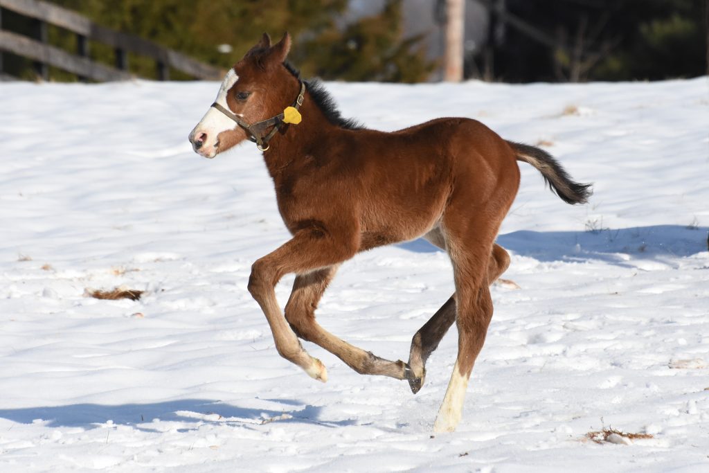 19 Gansett colt