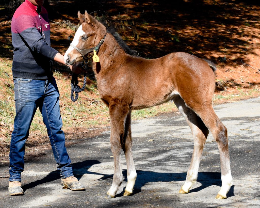 19 Our Fantene filly