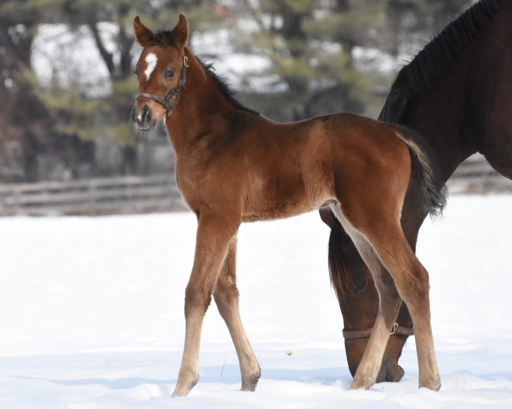 19 Rock Sapphire filly