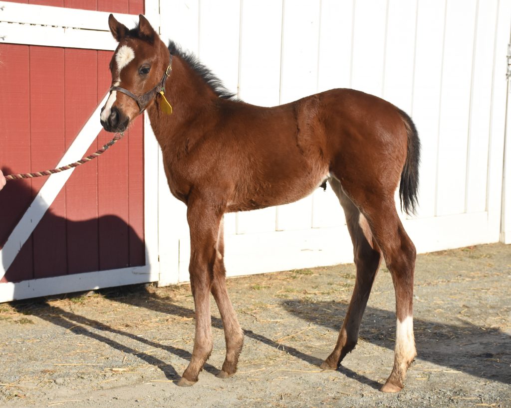 19 Steel Cut filly