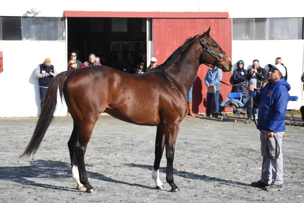 D Rod showing at the 2019 Stallion show.