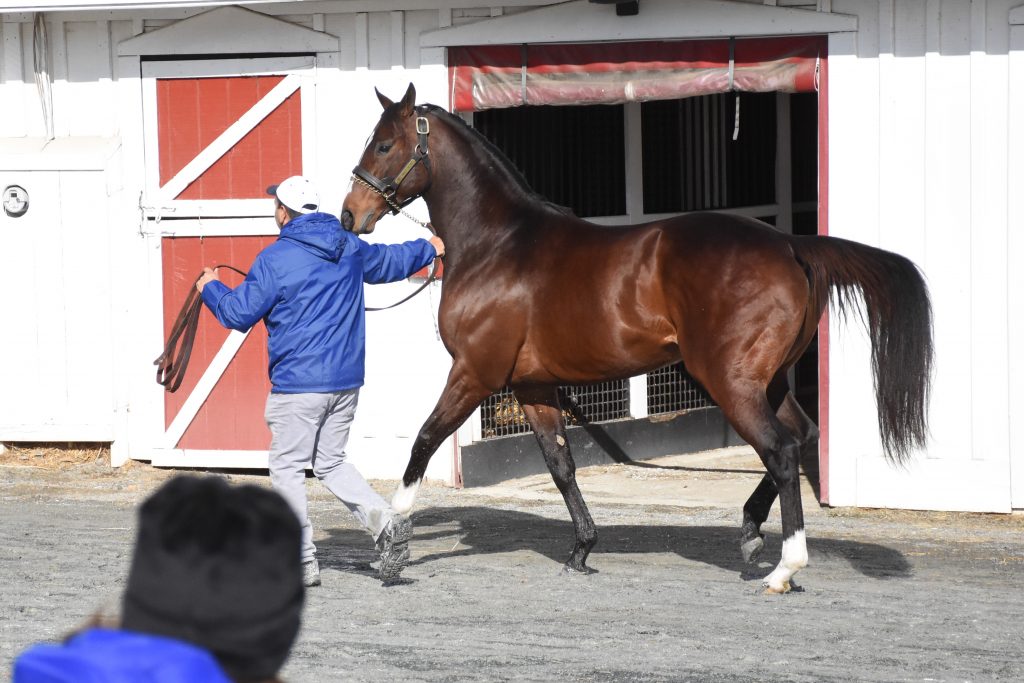 Showing a half pass move to the stallion show crowd. 