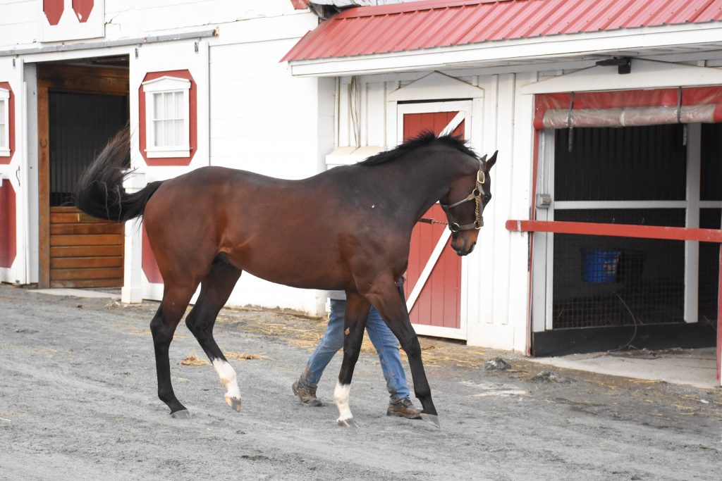 Heading to the breeding shed. 