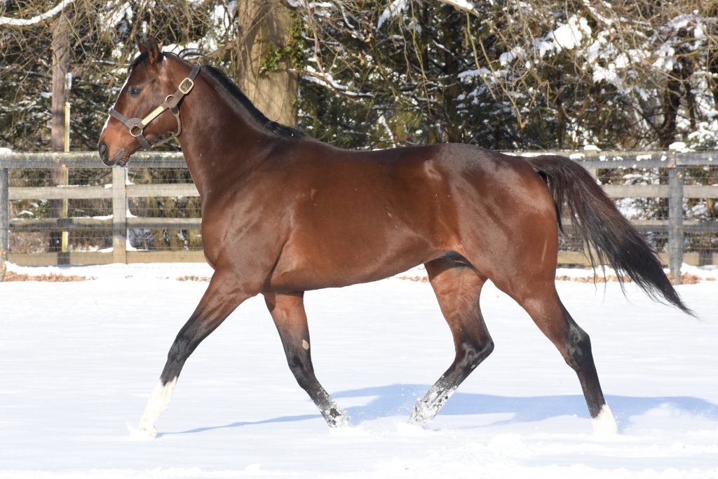 D Rod in his paddock 2018 his first season at Country Life he covered 100 mares. 