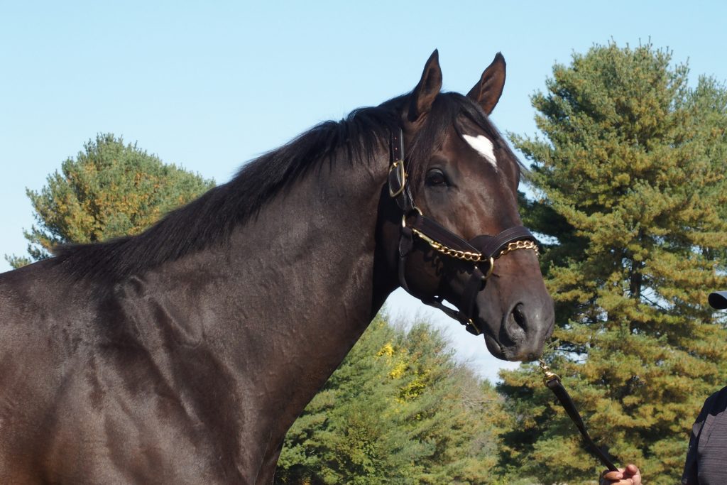 An imposing presence, MOSLER is the best bet for a leading sire in Maryland.