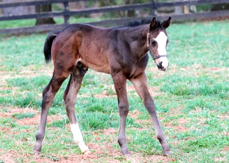 Sagamoon's fourth foal is this flashy colt by Not For Love foaled March 29, 2013