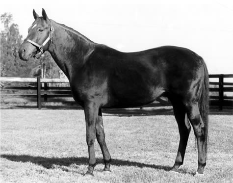 BIG BRAVE: Half-brother to Secretariat's rival Sham, Big Brave was bred by Claiborne Farm and stood at Stud at Country Life in the '60s and '70s.