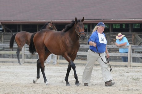 Sagamoon's son Bunky at the 2013 MHBA Yearling Show - he was awarded a 3rd place ribbon in his class