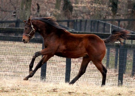 Sagamoon's third foal is the Super Saver colt nicknamed ''Bunky''