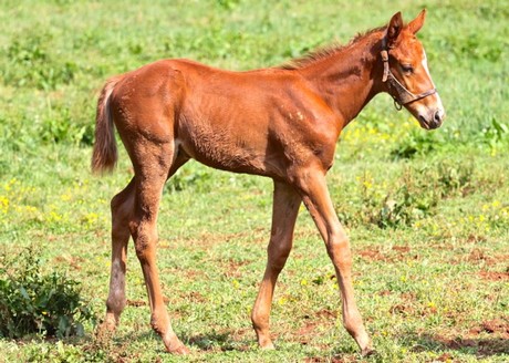 Friesan Fire's first foals include this colt out of Hollow Gal.
