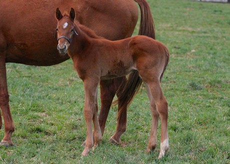 Friesan Fire's first foals include this colt out of Top Kitty.