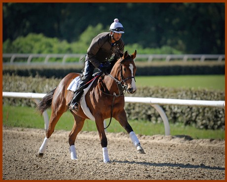 Galloping in preparation for the sales in spring of 2016