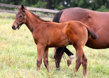 Friesan Fire's first foals include this filly out of Bay Citi Girl.