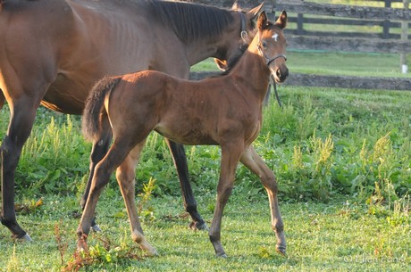 Friesan Fire's first foals include this colt out of Bikini Ransom.