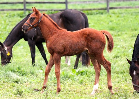 Friesan Fire's first foals include this colt out of Daylight Lassie.