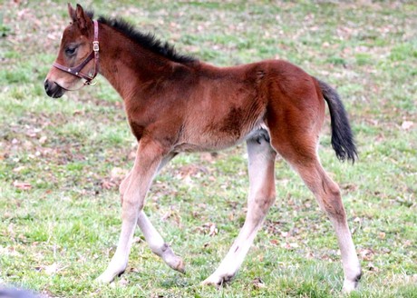 Friesan Fire's first foals include this colt out of Reappearance.