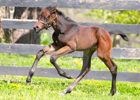 Friesan Fire's first foals include this filly out of Wellingtons Arch.