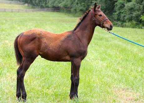 Friesan Fire's first foals include this colt out of All the Words.
