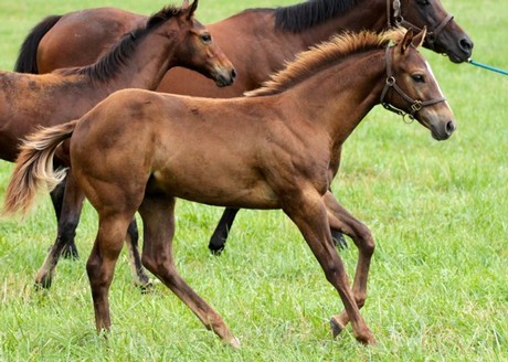 Friesan Fire's first foals include this colt out of Halo's J Lo.