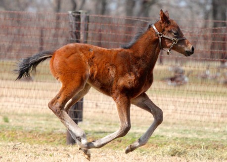 Friesan Fire's first foals include this colt out of Aunt Elaine.