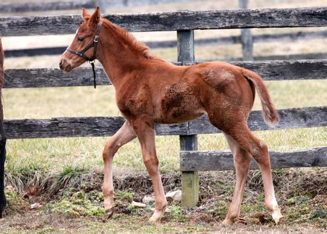 Friesan Fire's first foals include this filly out of Helen Louise.