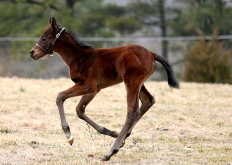 Friesan Fire's first foals include this filly out of Minnesota Mafia.