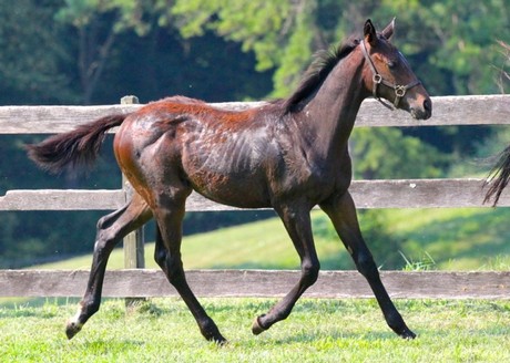 Friesan Fire's first foals include this filly out of Easy Mover