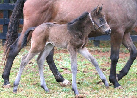 Friesan Fire's first foals include this colt out of Holy Beast.