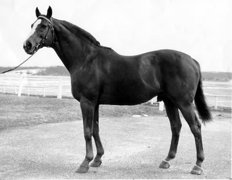 DISCOVERY: Discovery carried the silks of Country Life founder Adolphe Pons as a 2-year-old in 1933 before he was sold to Alfred Vanderbilt, for whom he became a great weight carrier and stallion.