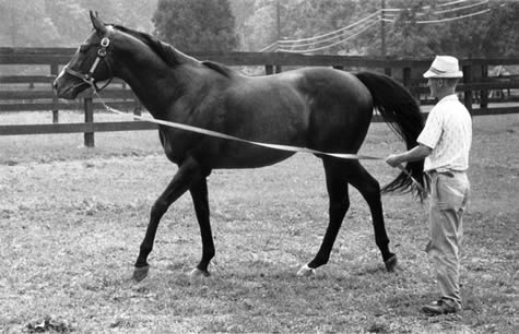 RASH PRINCE: A winner of Saratoga's Sanford Stakes, Rash Prince stood at stud at Country Life in the 60's& 70's.