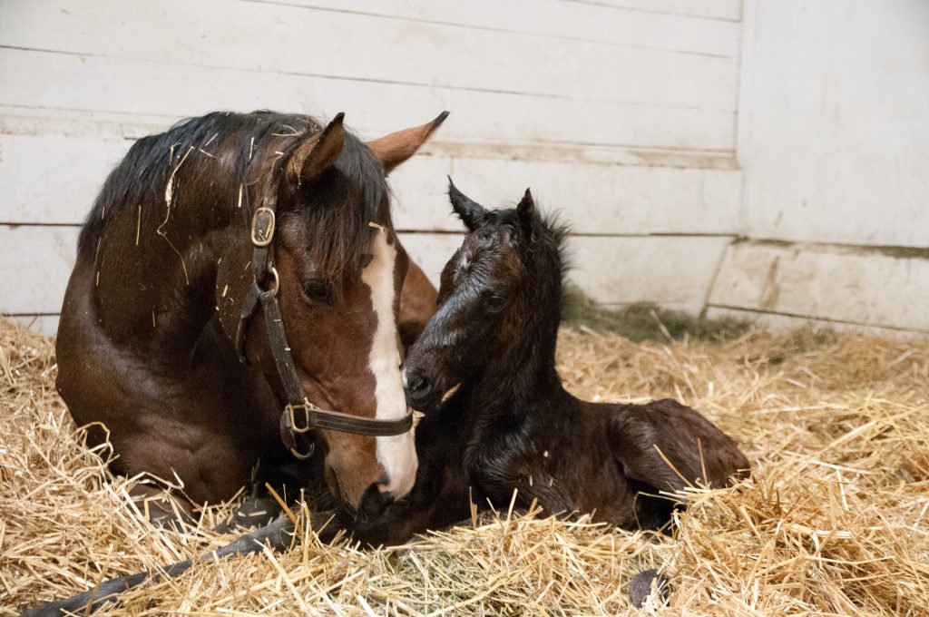 Newborn foal snuggling with mom.