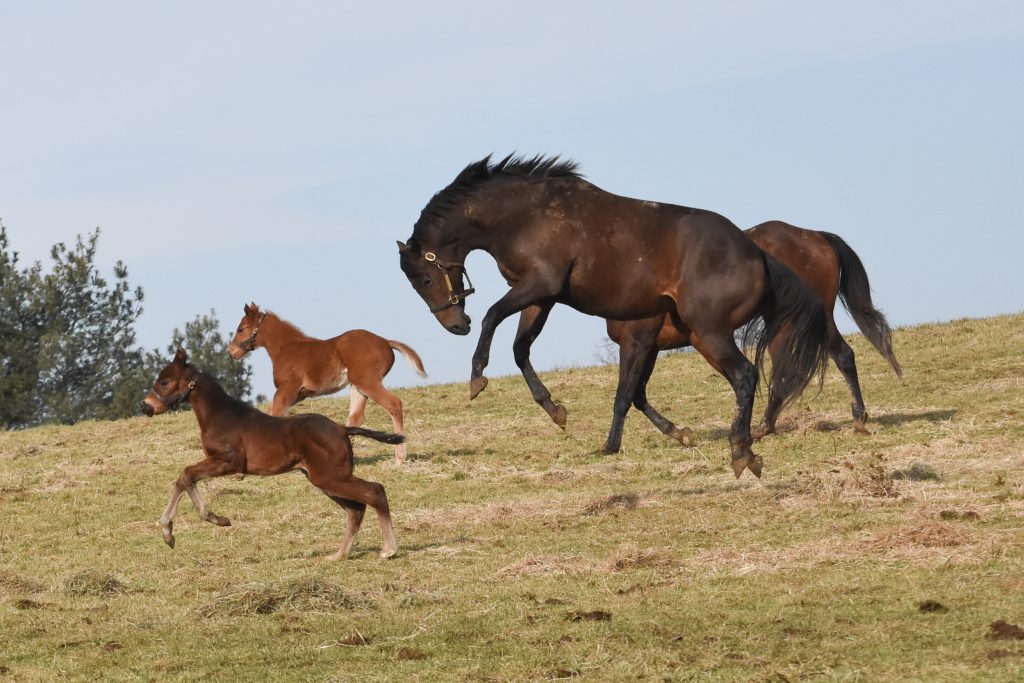 Plenty of turnout in large fields allows mares and foals the exercise and grass they need.
