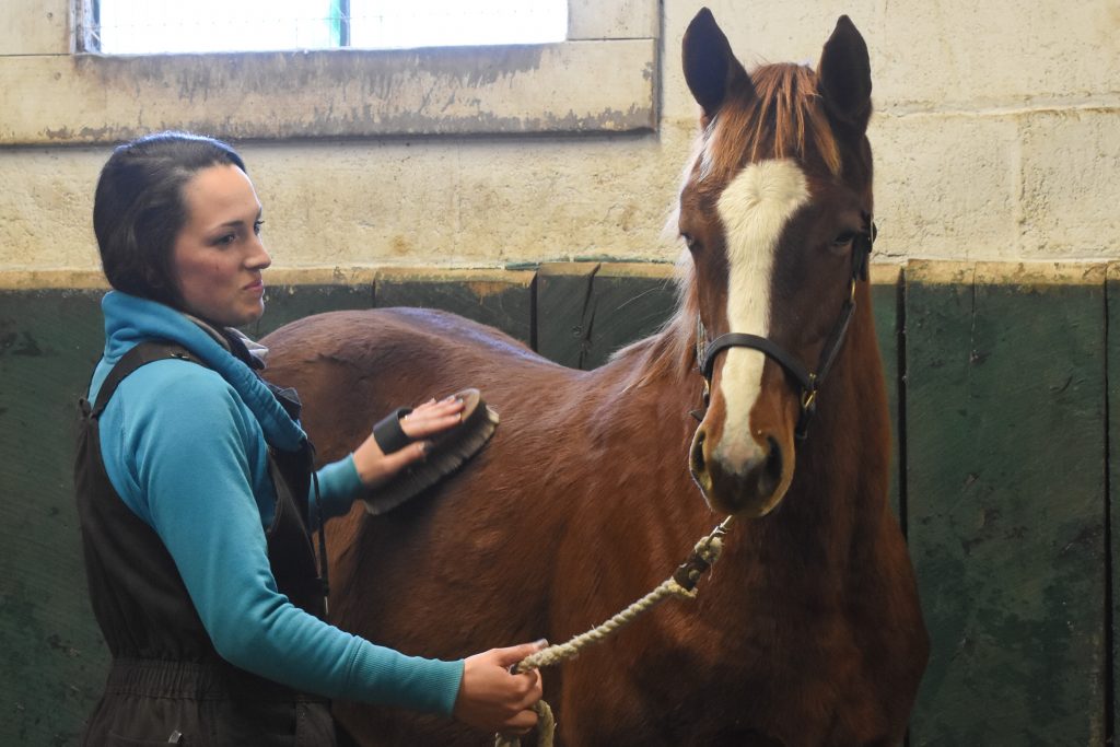 Grooming a weanling.