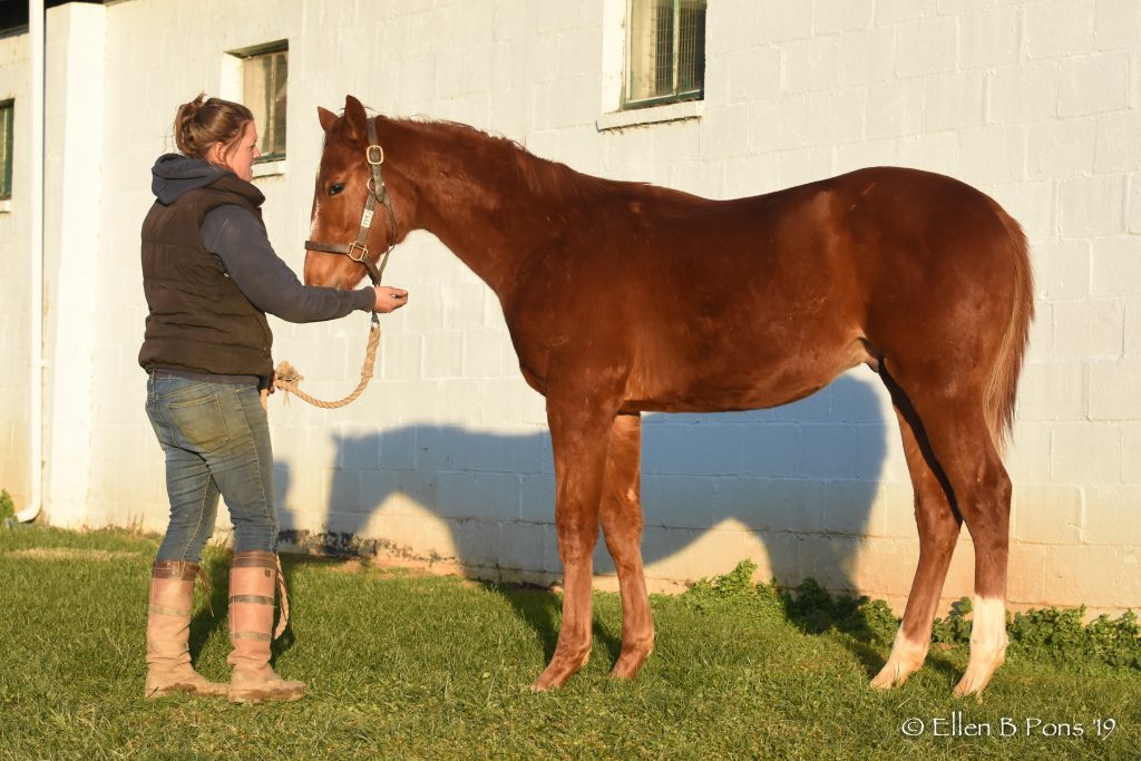 Weanling being sale prepped.