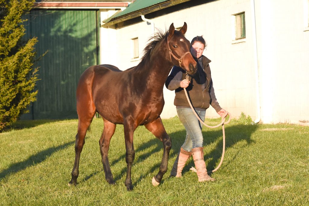 Walking a weanling in preparation for the Fasig-Tipton December Mixed Sale.