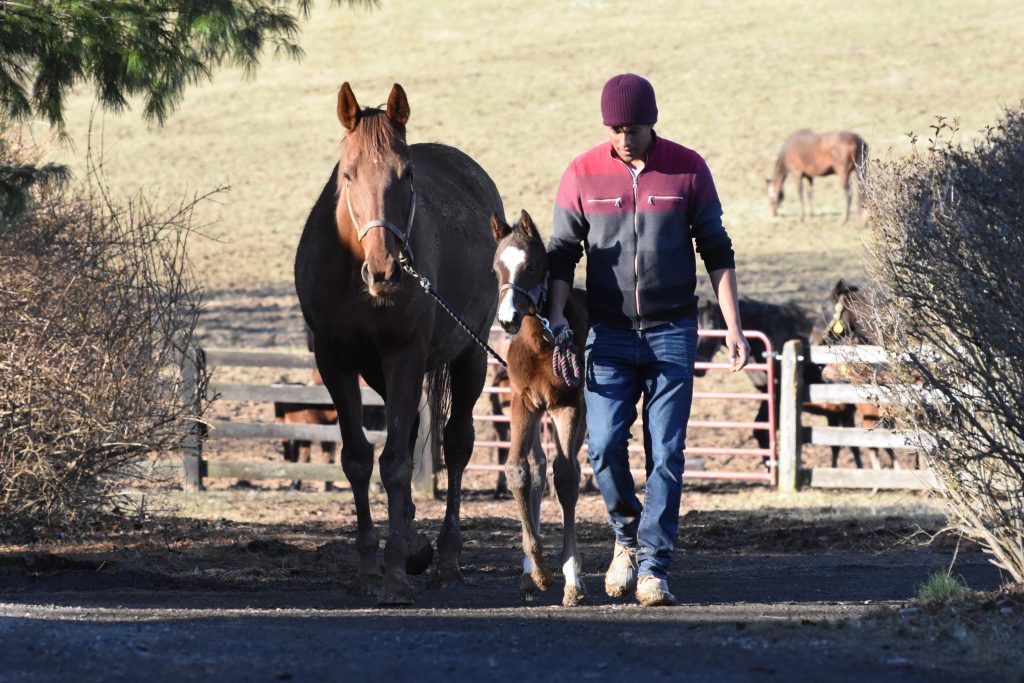 Mares and foals are handled and led daily, teaching them good manners.