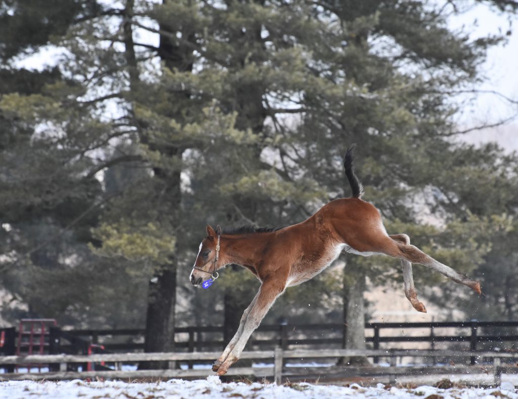 19 Reappearance colt