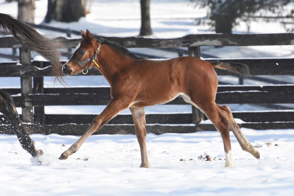 19 Steel Cut filly