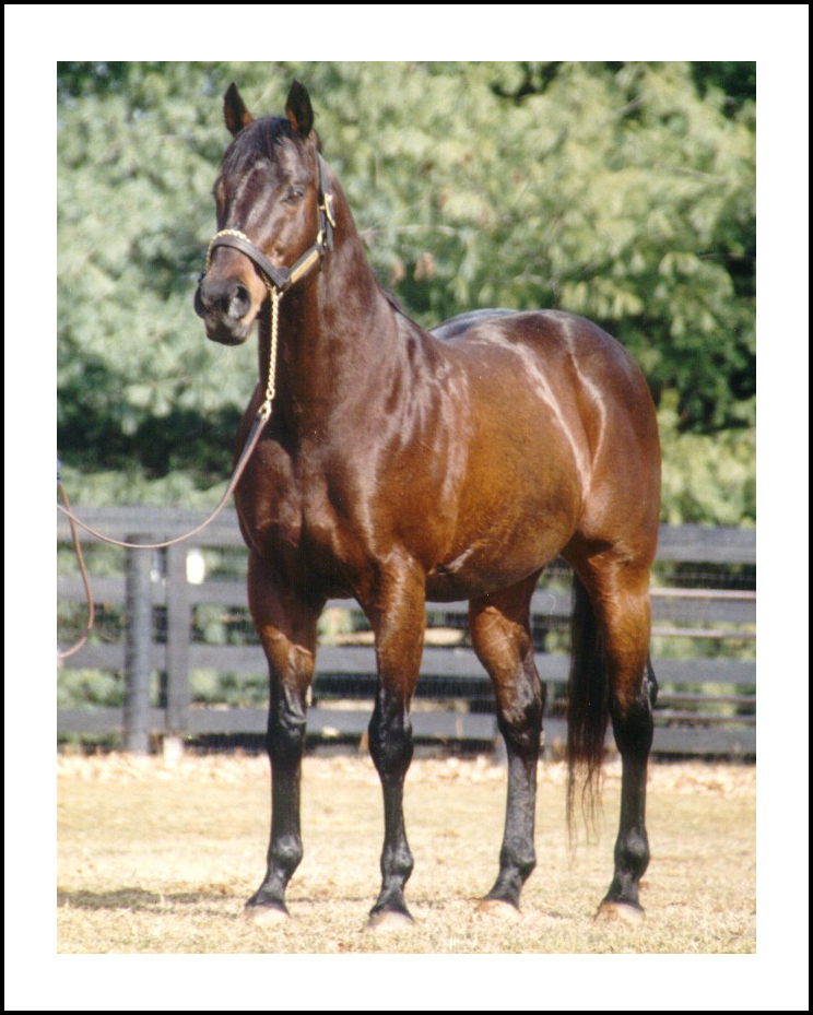 Allen's Prospect by Mr Prospector out of Change Water was a sensational broodmare sire as well as the sire of 59 stakes winners and 14 Maryland Million winners.