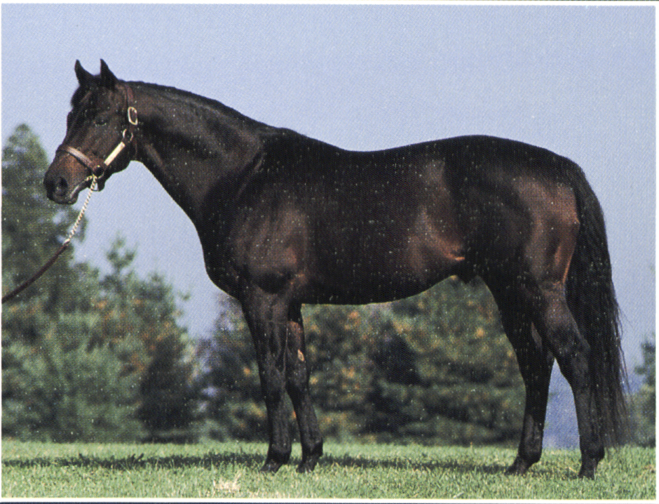 Allen Paulson sent the son of  Mr Prospector to stud at Country Life Farm. He burst onto the national freshman sire standings in 1990 with a fifth-place ranking in progeny earnings. He became 5 time Leading Maryland Sire and twice led the nation by number of winners and number of races. 