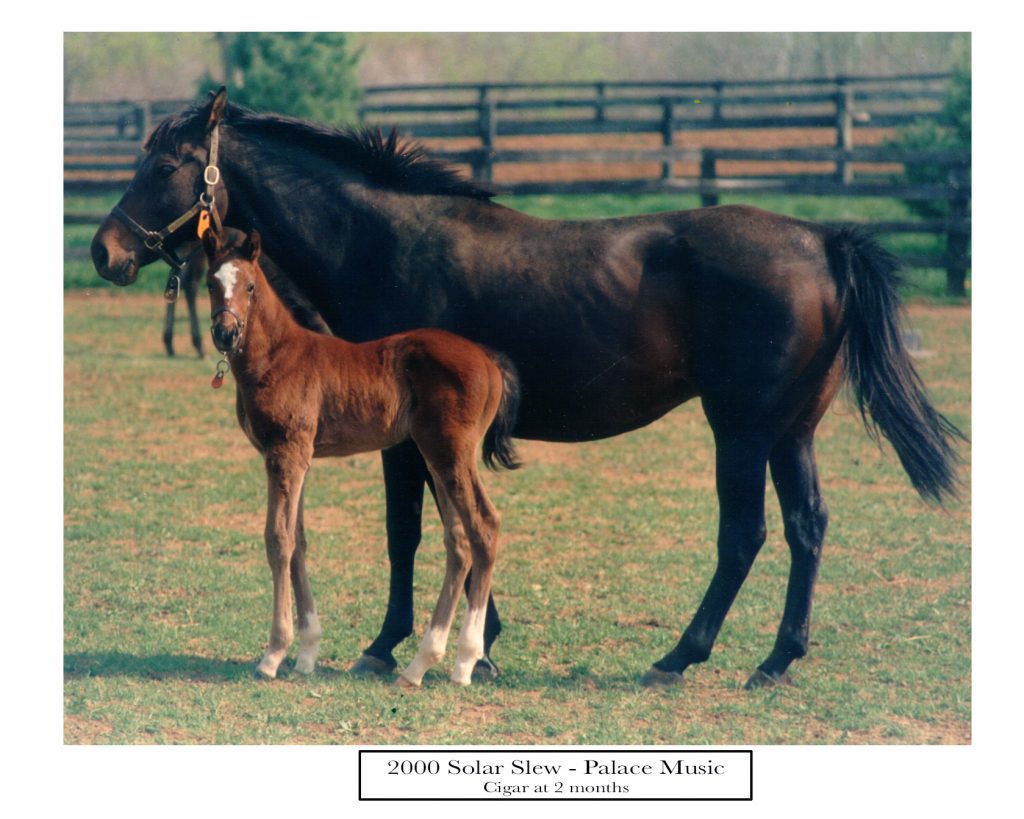 Solar Slew with her 8 day old colt out of Palace Music foaled at Country Life on April 18th 1990 the great Cigar 'ran here first' 