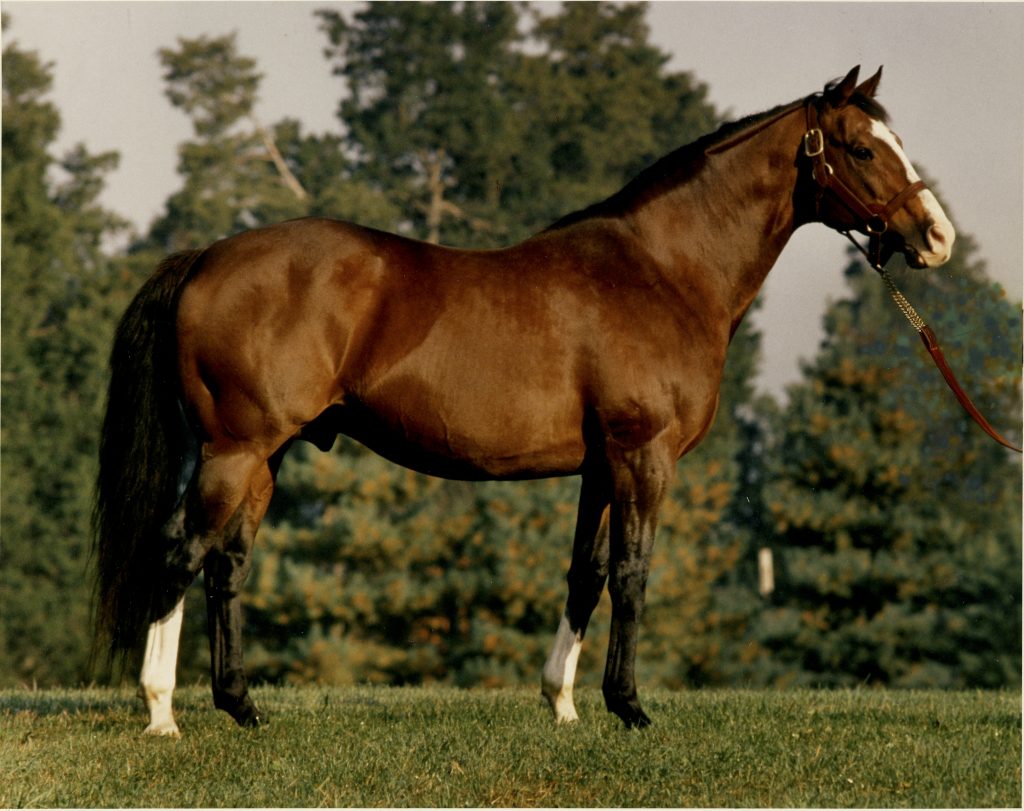 Carnivalay by Northern Dancer out of Obeah. His get included Valay Maid who's record included a win in  the GII Moly Pitcher, 2nd in the Black Eyed-Susan and Third in the Breeders Cup Distaff