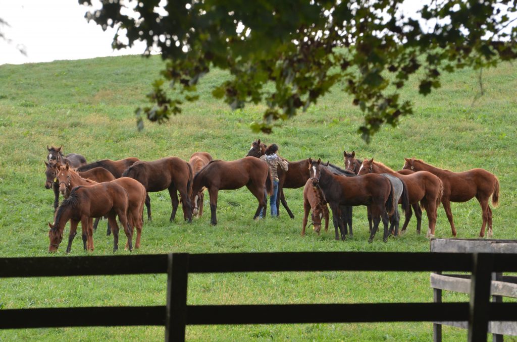 Weanlings get checked over and handled daily.