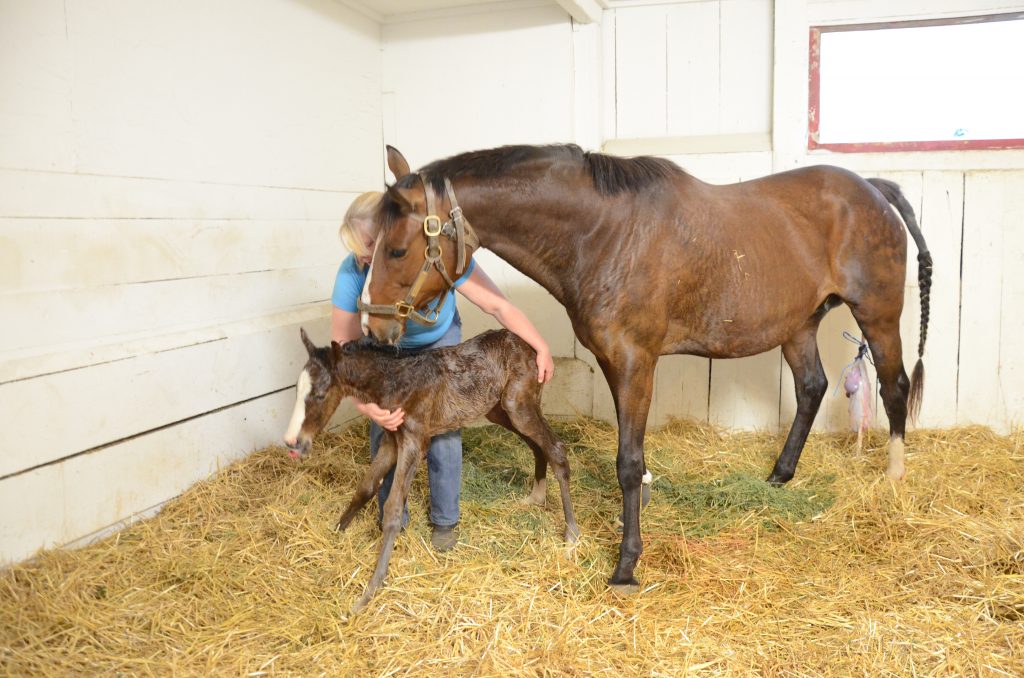 Every birth is attended by at least 2 people, and we stay with the mare and foal until it's up and nursing.