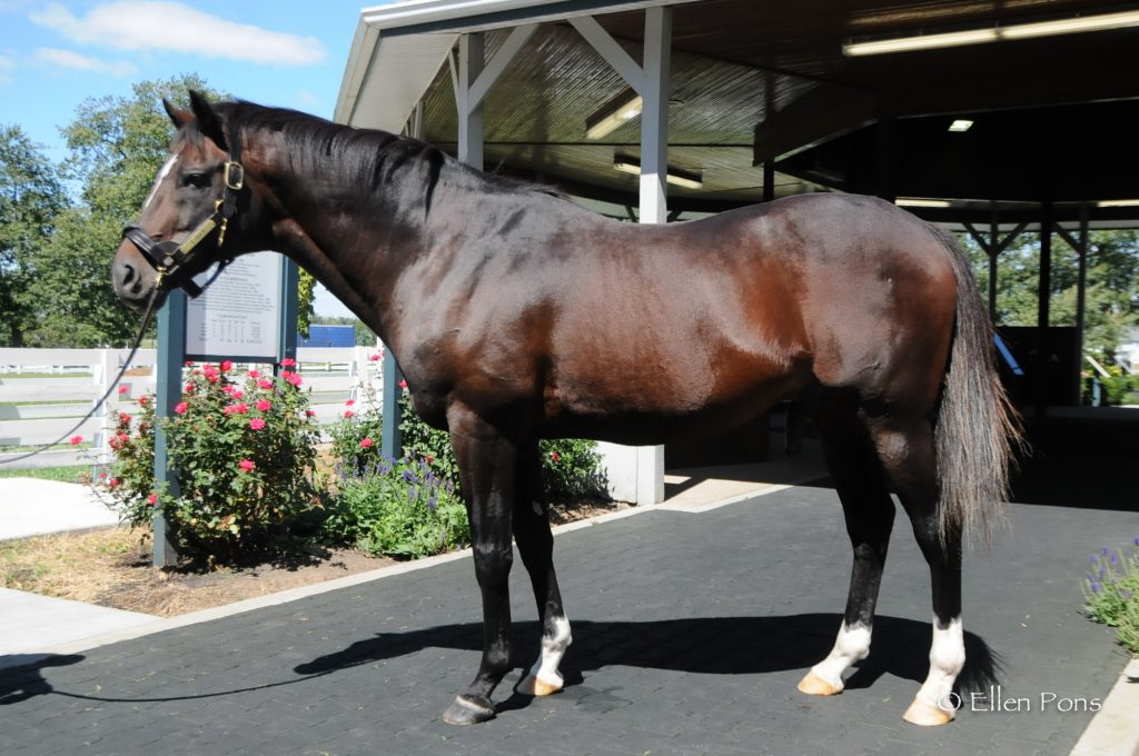 Cigar at the Kentucky Horse Park (September 2013 ). 