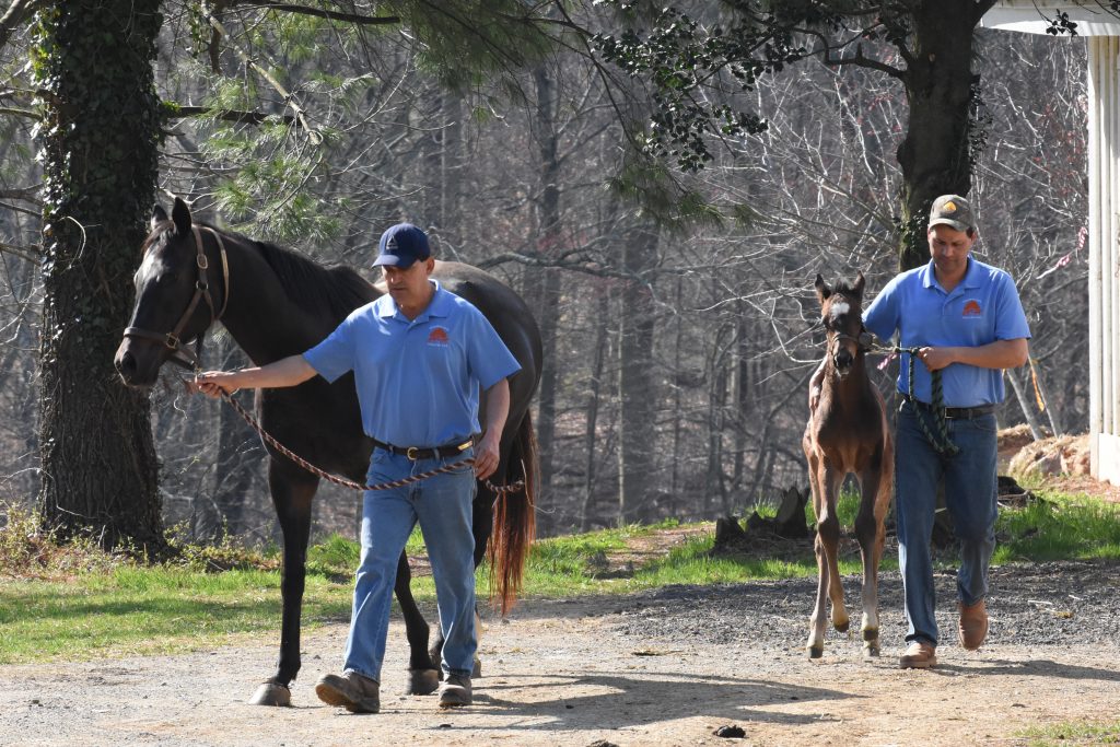 Foals learn to lead with a handler.