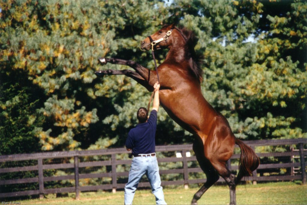 Allen Paulson introduced fellow californian B Wayne Hughes to Country Life's solid success with stallions and we soon welcomed this rambuncitous 2 year old - Malibu Moon to the stallion barn. 